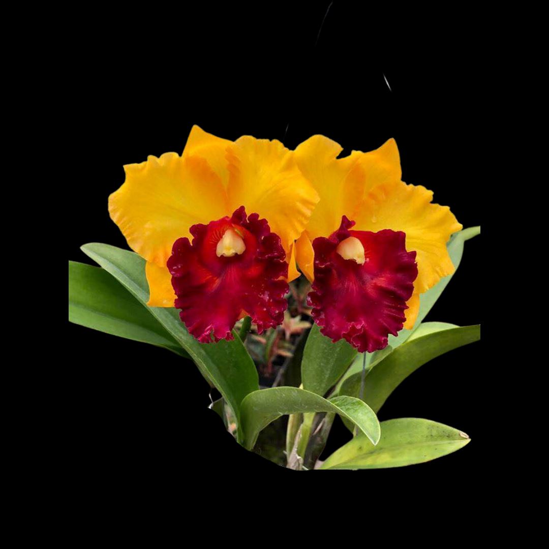 Cattleya Alliance - Rlc. Patra Delight x Rlc. Chomthong Fancy – La ...
