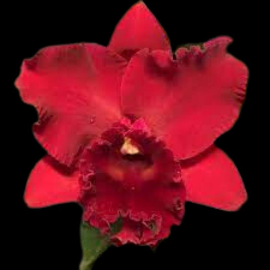 Cattleya Alliance: Rlc. Thaksina Red Cattleya La Foresta Orchids 