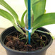 Product image thumbnail 6
