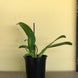 Product image thumbnail 5