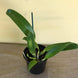 Product image thumbnail 4