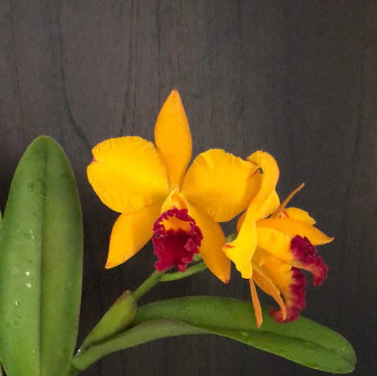 Cattleya Alliance - Rth. Hsinying Fancy Gold 'October Fireworks' - In BLOOM! Cattleya La Foresta Orchids 
