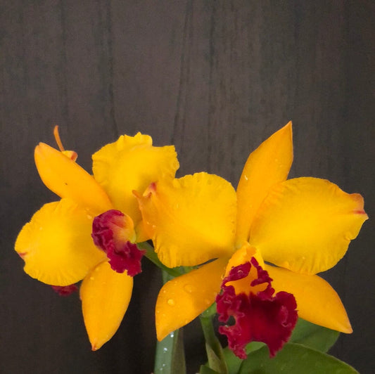 Cattleya Alliance - Rth. Hsinying Fancy Gold 'October Fireworks' - In BLOOM! Cattleya La Foresta Orchids 