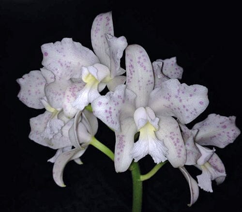 Cattleya amethystoglossa var. alba x var. albescens Cattleya La Foresta Orchids 