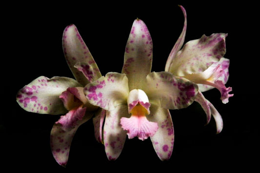 Cattleya amethystoglossa var. coral Cattleya La Foresta Orchids 