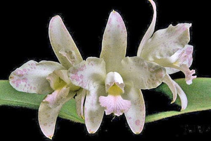 Cattleya amethystoglossa var. coral Cattleya La Foresta Orchids 