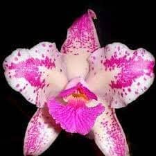 Cattleya amethystoglossa var. flamea Cattleya La Foresta Orchids 