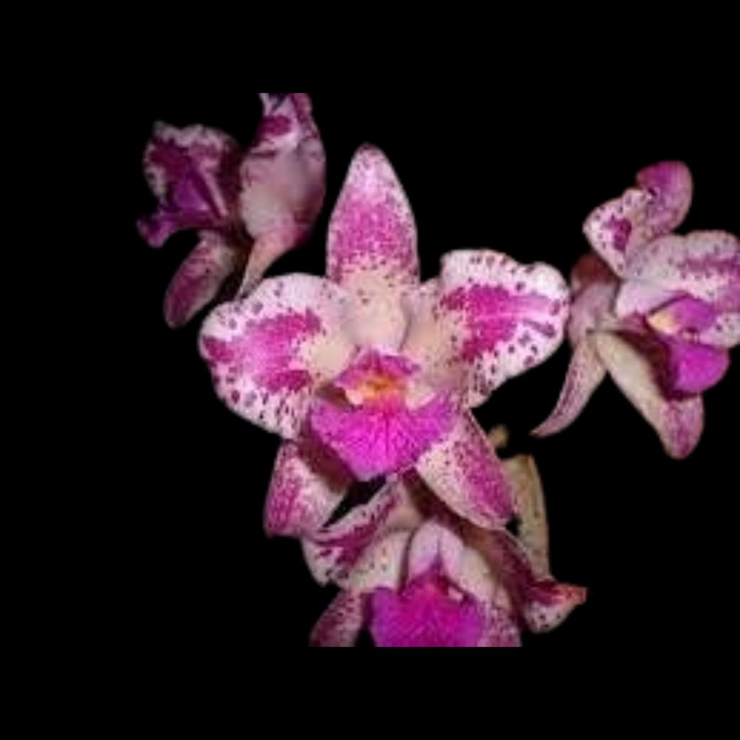 Cattleya amethystoglossa var. flamea x var. flamea 'Cinco Estrellas' Cattleya La Foresta Orchids 