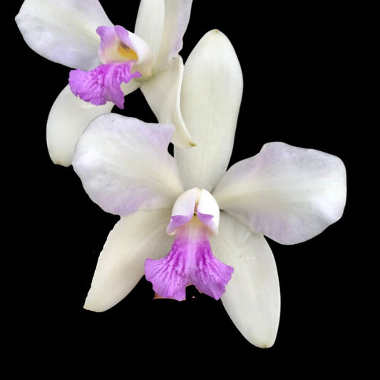 Cattleya amethystoglossa var. semi alba Cattleya La Foresta Orchids 