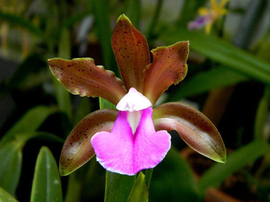 Cattleya bicolor 'Jose Neto' Cattleya La Foresta Orchids 