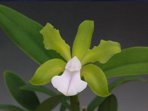 Cattleya bicolor var. albescens Cattleya La Foresta Orchids 