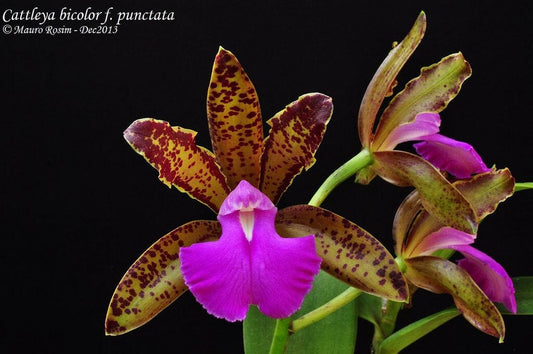Cattleya bicolor var. measuresiana x var. punctata Cattleya La Foresta Orchids 