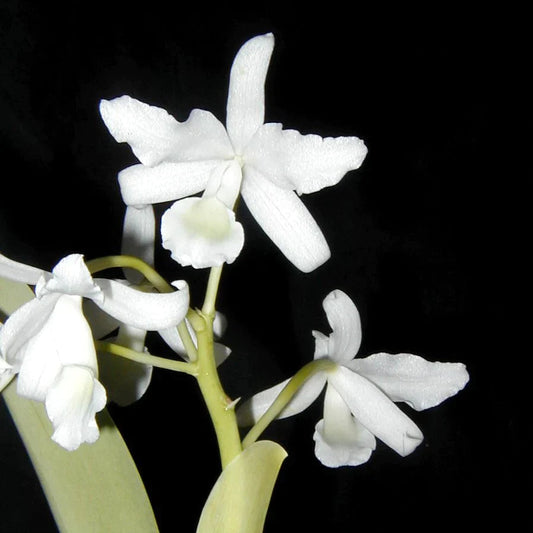 Cattleya bowringiana var. alba Cattleya La Foresta Orchids 