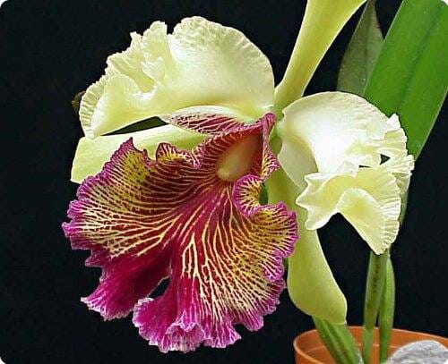 c.dowiana aurea purple lip Cattleya dowiana var. x Cattleya tenebrosa var. aurea 4N Cattleya dowiana var. aurea -