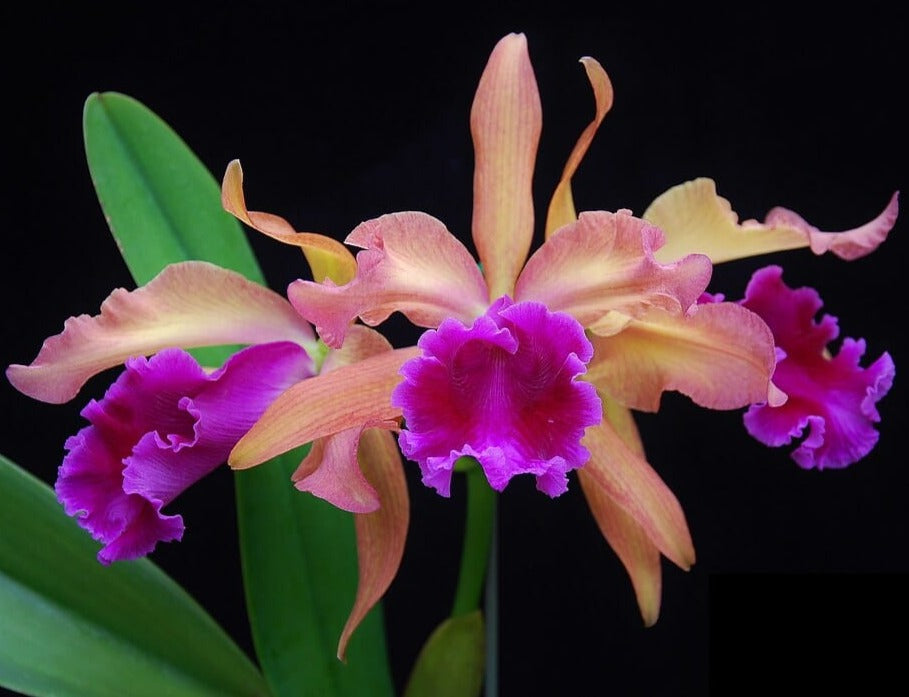 c.dowiana aurea purple lip Cattleya dowiana var. (Linden) B.S.Williams & T.Moore Unifoliate Cattleyas Cattleya dowiana f. aurea 'Anoputo'