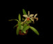 Product image thumbnail 4