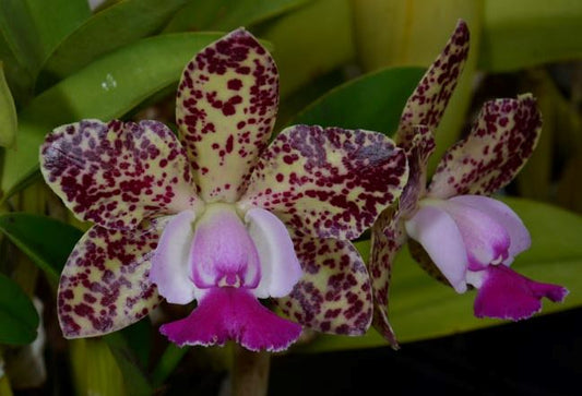 Cattleya Green Emerald 'SVO' 4N mutation' x Cattleya Mark Jones 'Lance' Cattleya La Foresta Orchids 