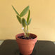 Product image thumbnail 5
