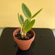 Product image thumbnail 6