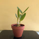 Product image thumbnail 4