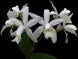 Product image thumbnail 4