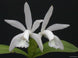 Product image thumbnail 2
