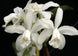 Product image thumbnail 3