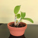 Product image thumbnail 5