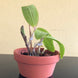 Product image thumbnail 6