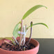 Product image thumbnail 7