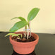 Product image thumbnail 8