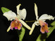 Product image thumbnail 1