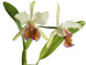 Product image thumbnail 2