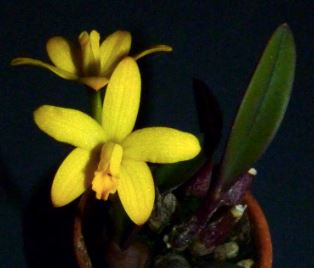 Cattleya itambana Cattleya La Foresta Orchids 