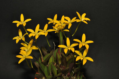 Cattleya itambana Cattleya La Foresta Orchids 