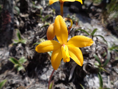 Cattleya itambana Cattleya La Foresta Orchids 