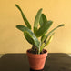 Product image thumbnail 11
