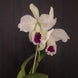 Product image thumbnail 2