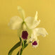 Product image thumbnail 8