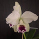 Product image thumbnail 7