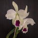 Product image thumbnail 9