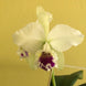 Product image thumbnail 6