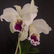 Product image thumbnail 1