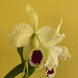 Product image thumbnail 10