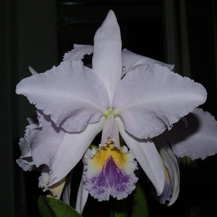 Cattleya labiata var. coerulea – La Foresta Orchids