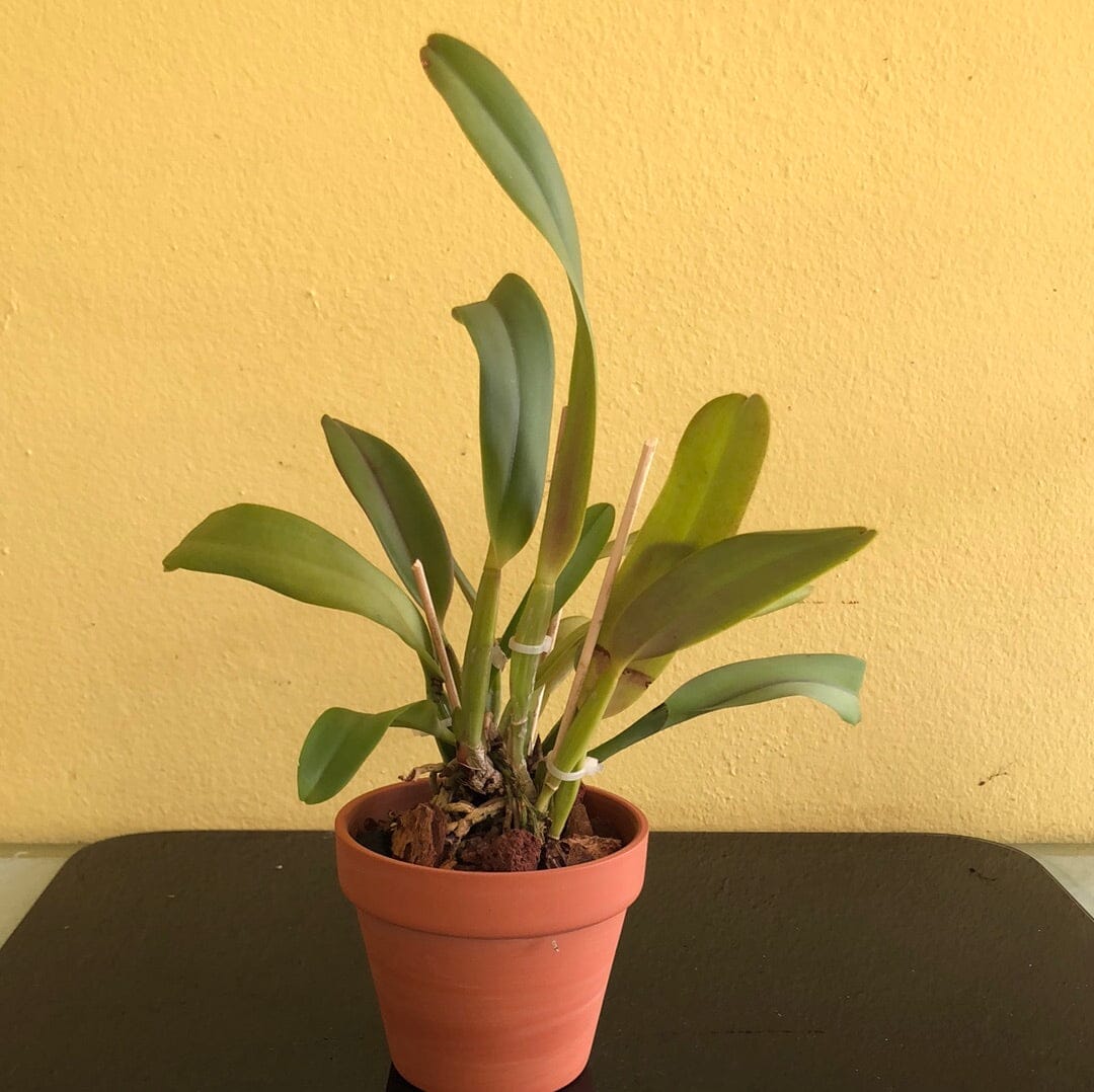 Cattleya labiata var. coerulea 'September Mist' AM/AOS x var. rubra 'S ...
