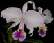 Product image thumbnail 1