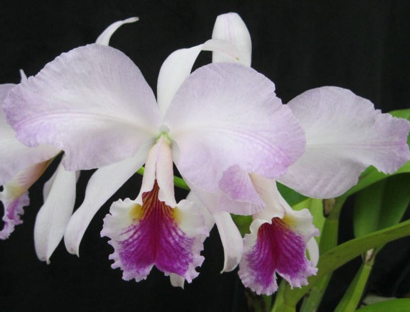 Cattleya labiata var. coerulea 'September Mist' AM/AOS – La Foresta Orchids