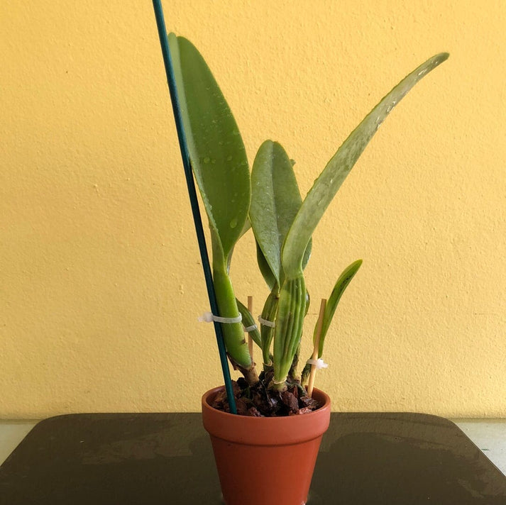 Cattleya labiata var. semi alba flammea x var. coerulea 'September Mis ...