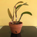 Product image thumbnail 5